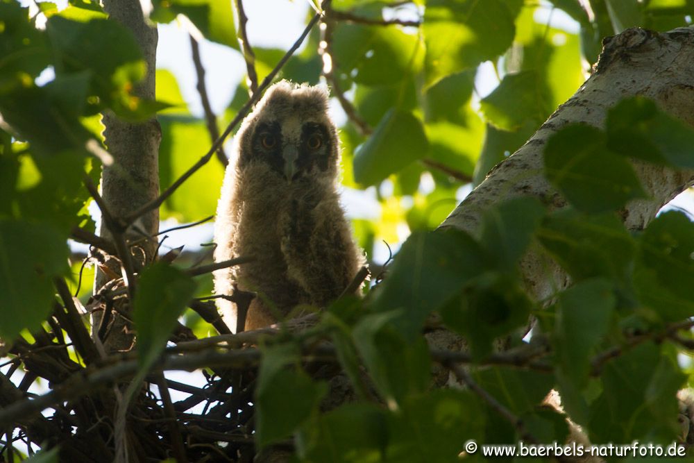 Die junge Waldohreule sitzt am Nest