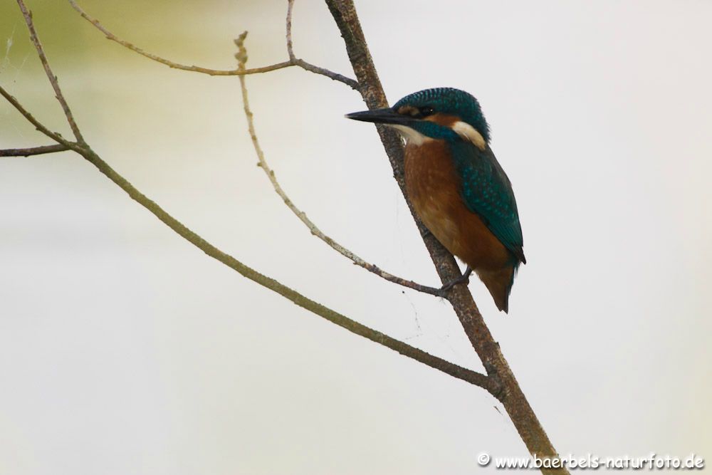 Eisvogel früh zeitig