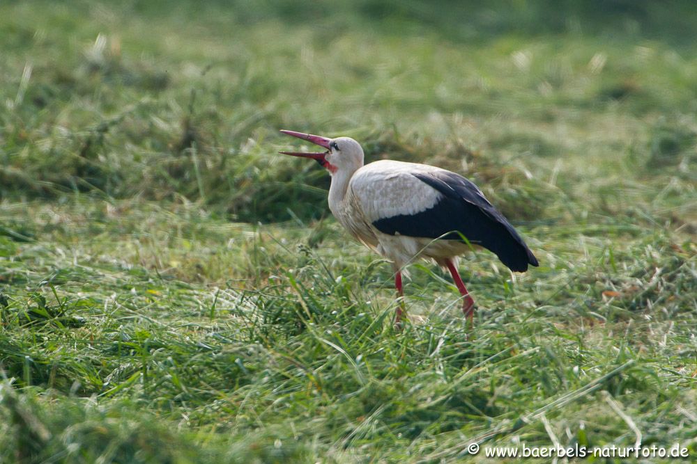 Weißstorch