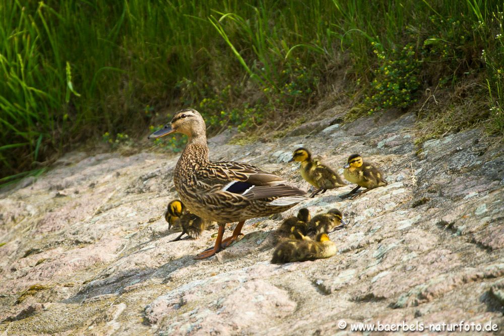 Stockente mit Nachwuchs