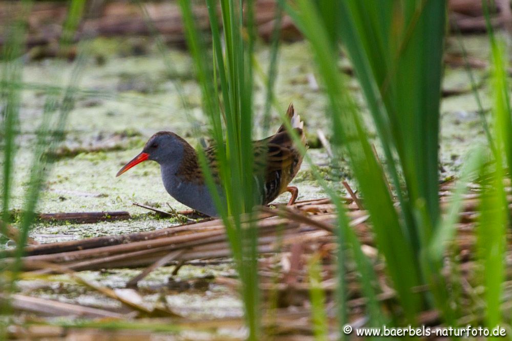 Immer im Verborgenen lebt die Wasserralle