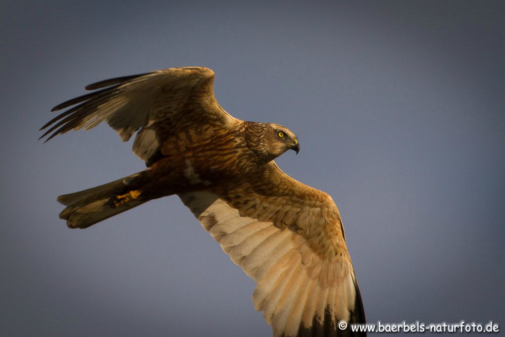 Mal ganz aus der Nähe den schönen Vogel betrachten