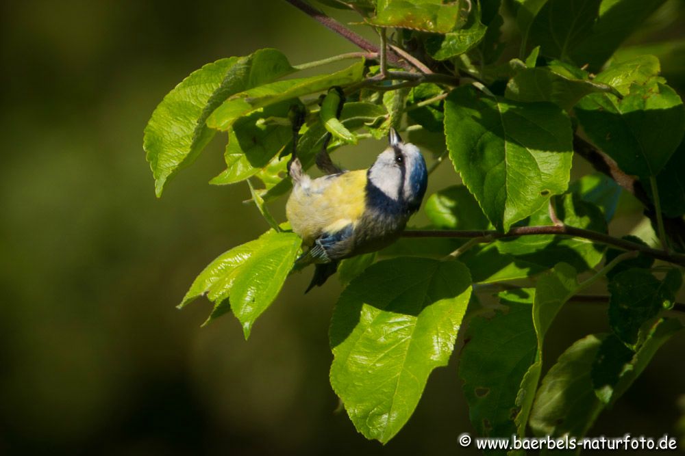 Blaumeise will die dicke Made links verspeisen