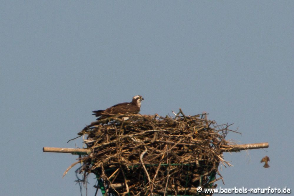 Fischadler am Nest bei den Jungen