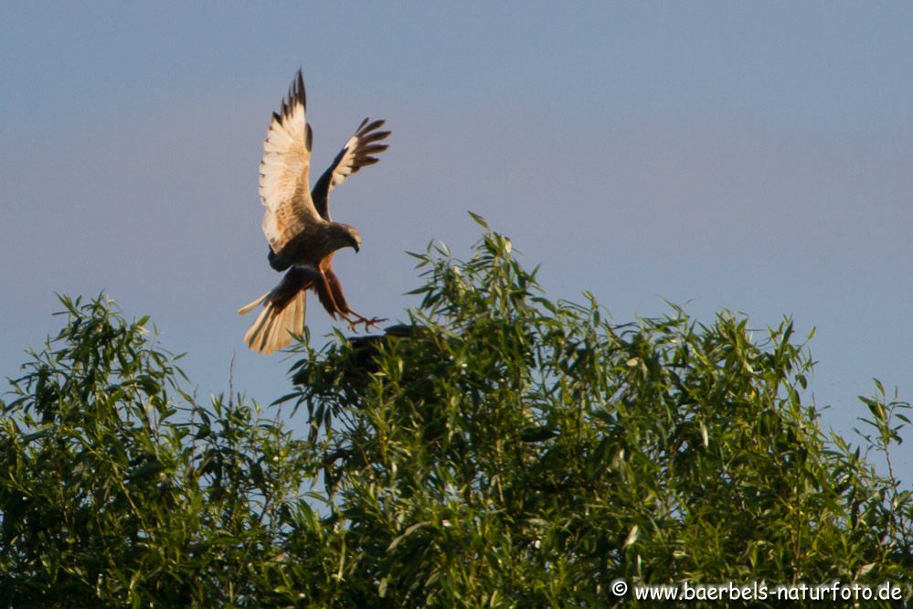 Die Partnerin wartet geduckt im Baum auf die Kopulation