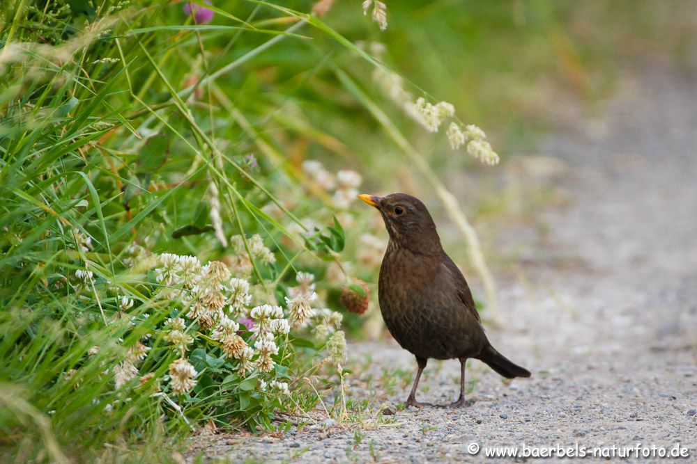 Amsel