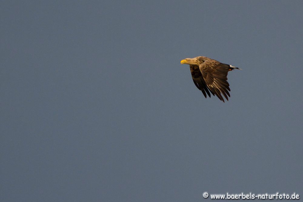 Seeadler