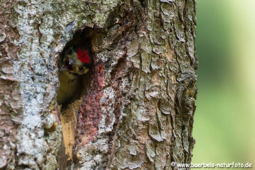 Einziges Problem waren die Lichtverhältnisse im Wald