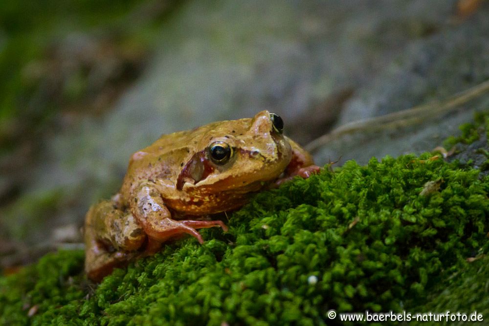 Springfrosch