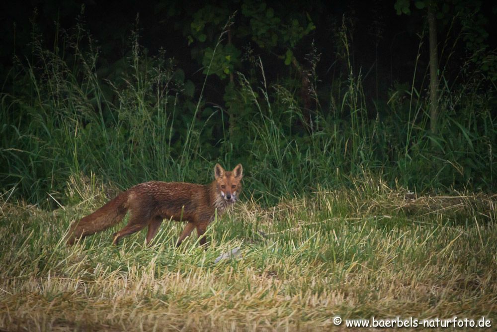 Fast noch im Dunkeln,stand der Fuchs am Straßenrand