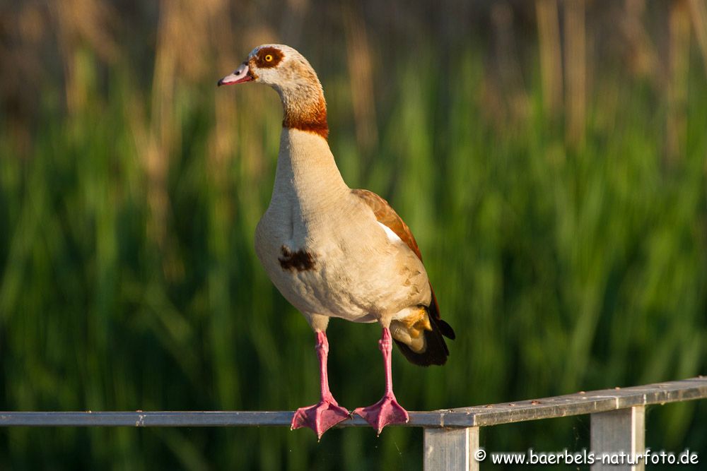 Nilgans