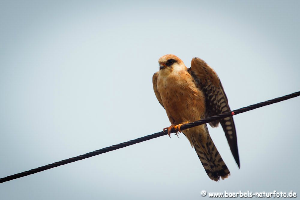 Es ist ein kleiner zierlicher Falke der in Osteuropa brütet