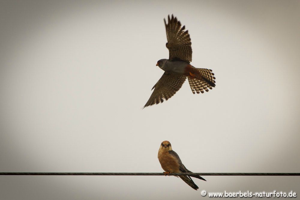 Hier überfliegt der Männl. Falke den weibl. Falke