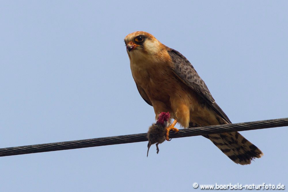 Ich finde das ist ein wunderschöner Falke