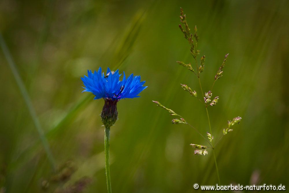 Kornblume