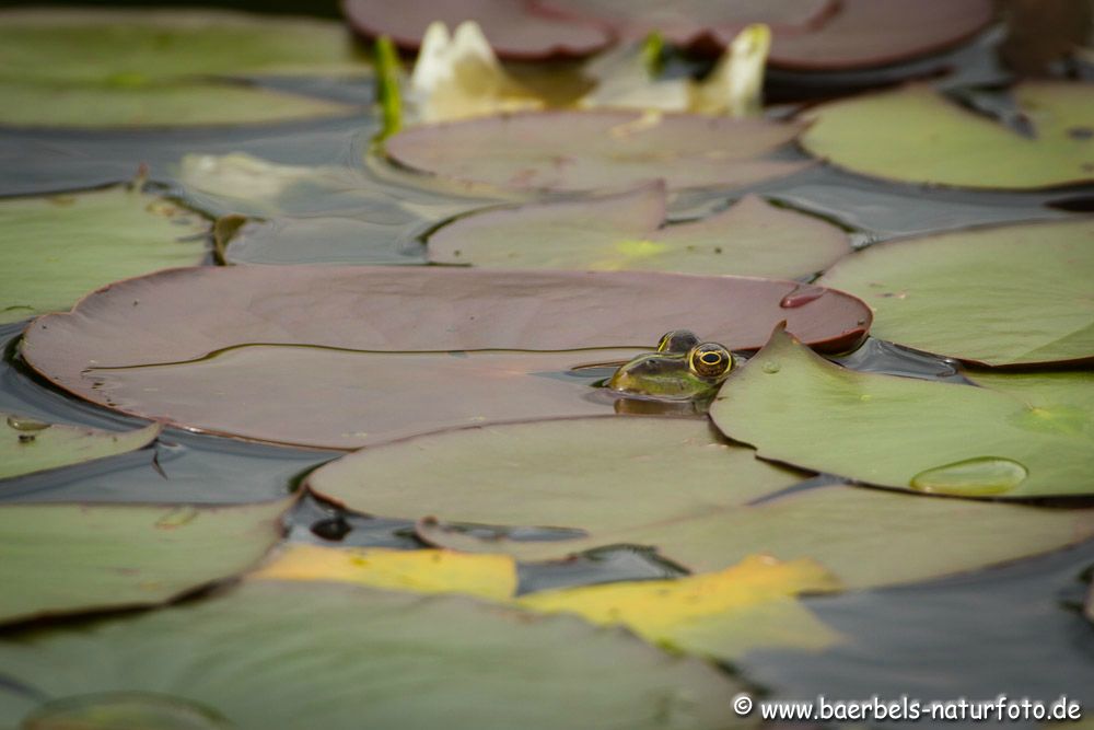 Grünfrosch