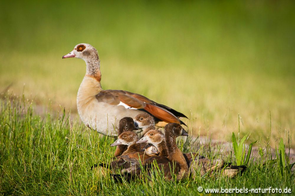 Nilgansfamilie