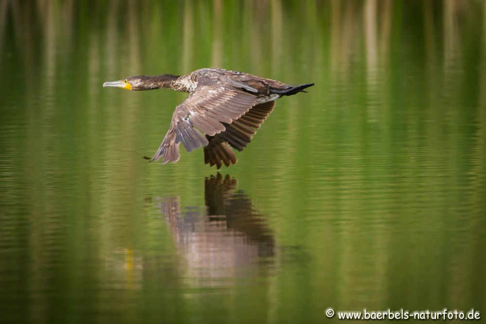 Kormoran