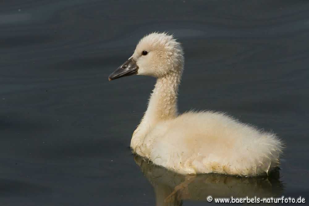 Kleiner Schwan