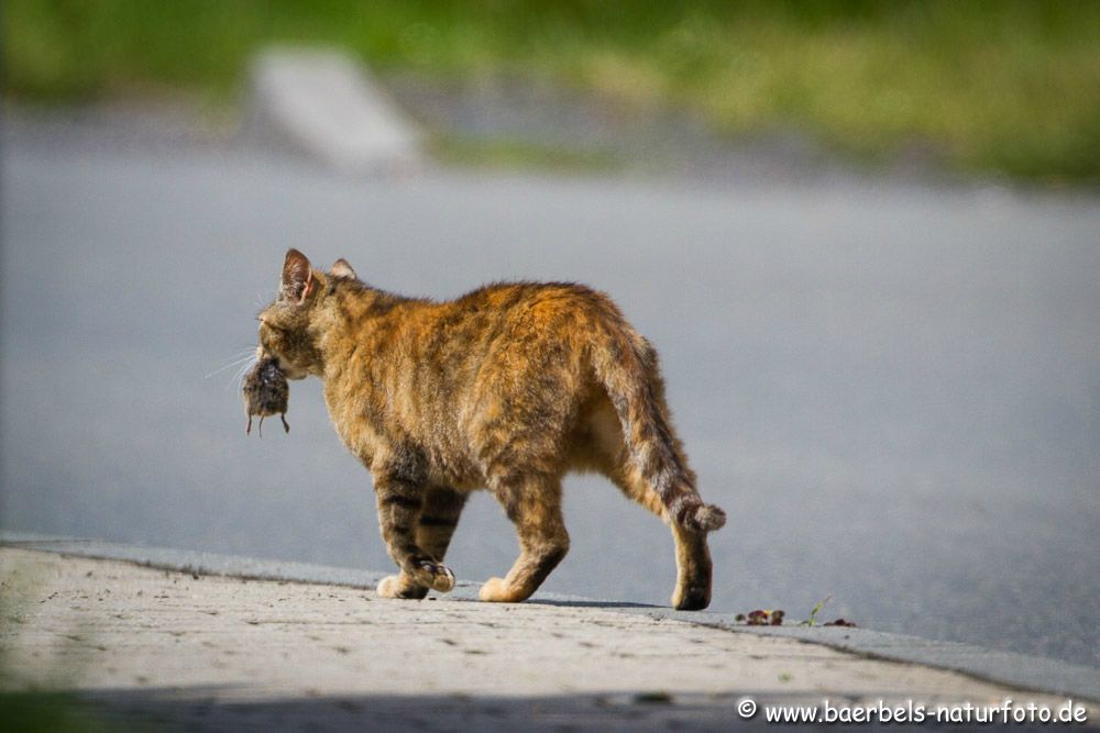 Katze trägt ihren Fang nach Hause