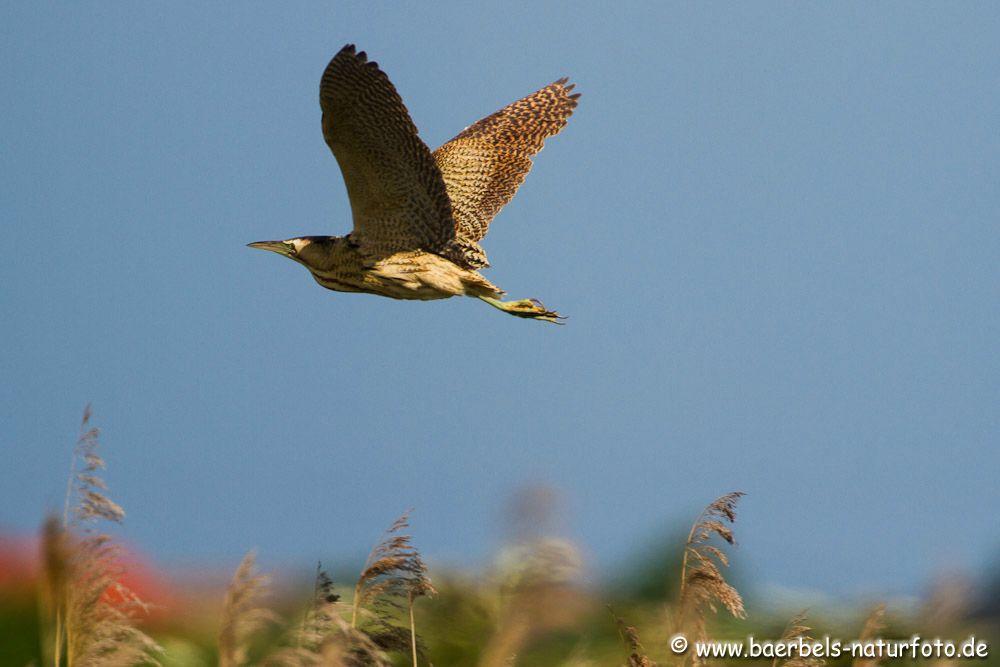 Fliegende Rohrdommel