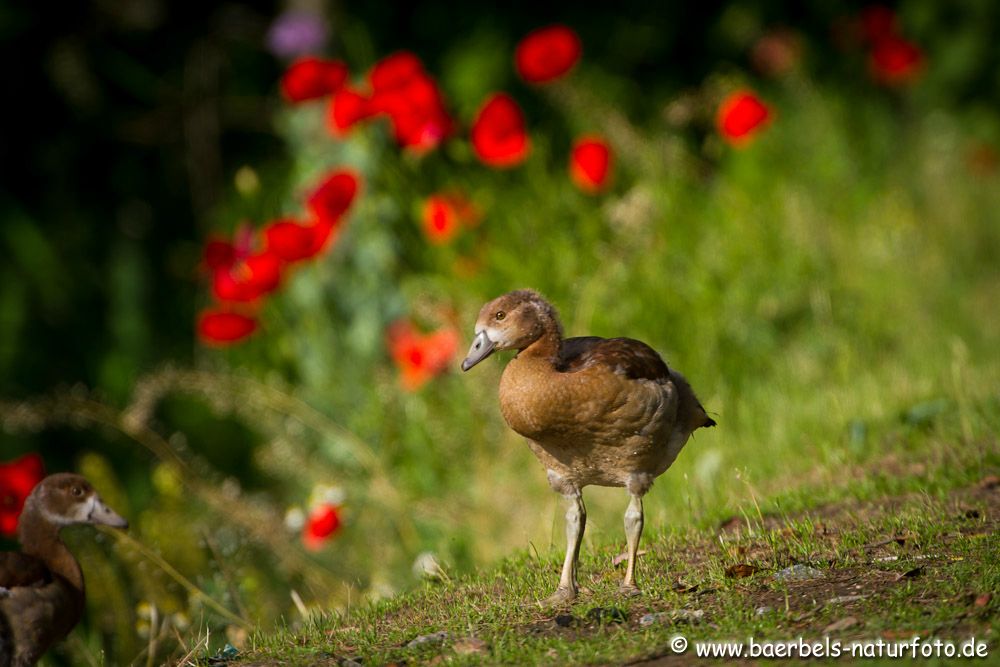 Bei den Nilgänsen