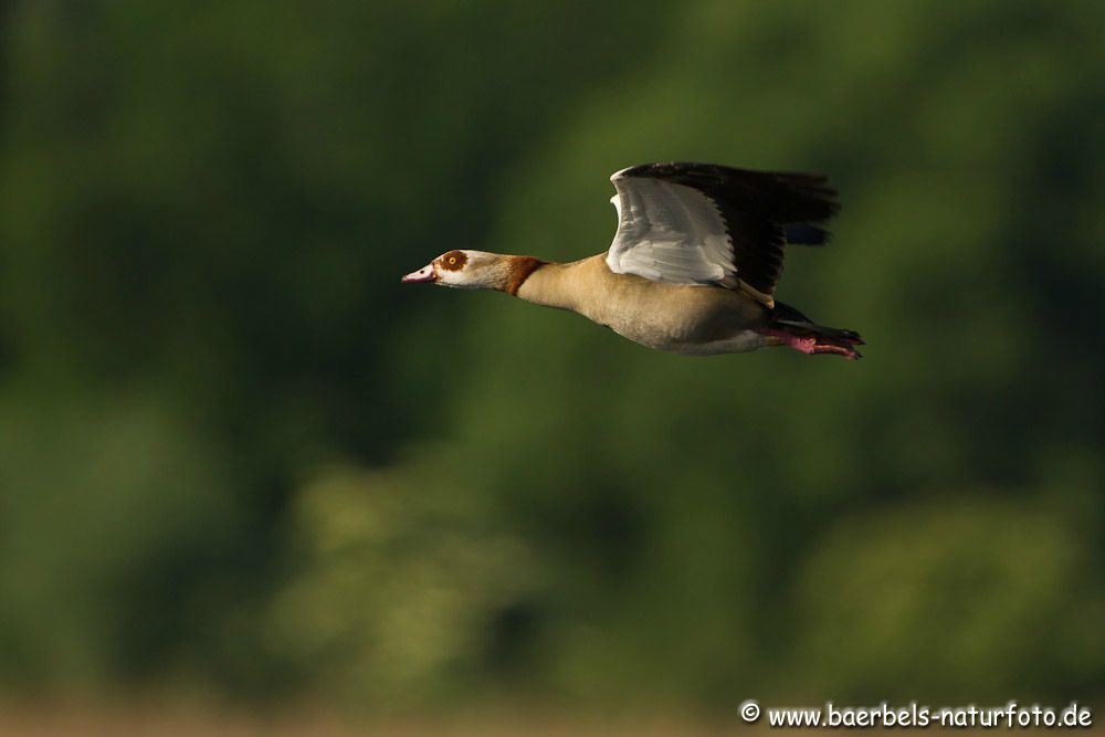 Fliegende Nilgans