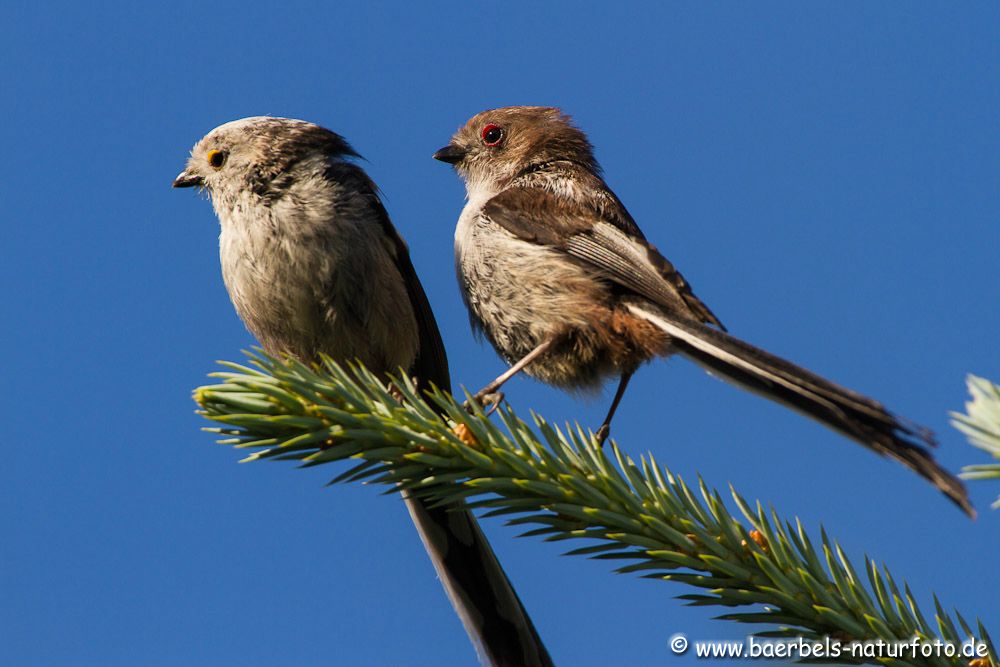 Schwanzmeise mit Nachwuchs