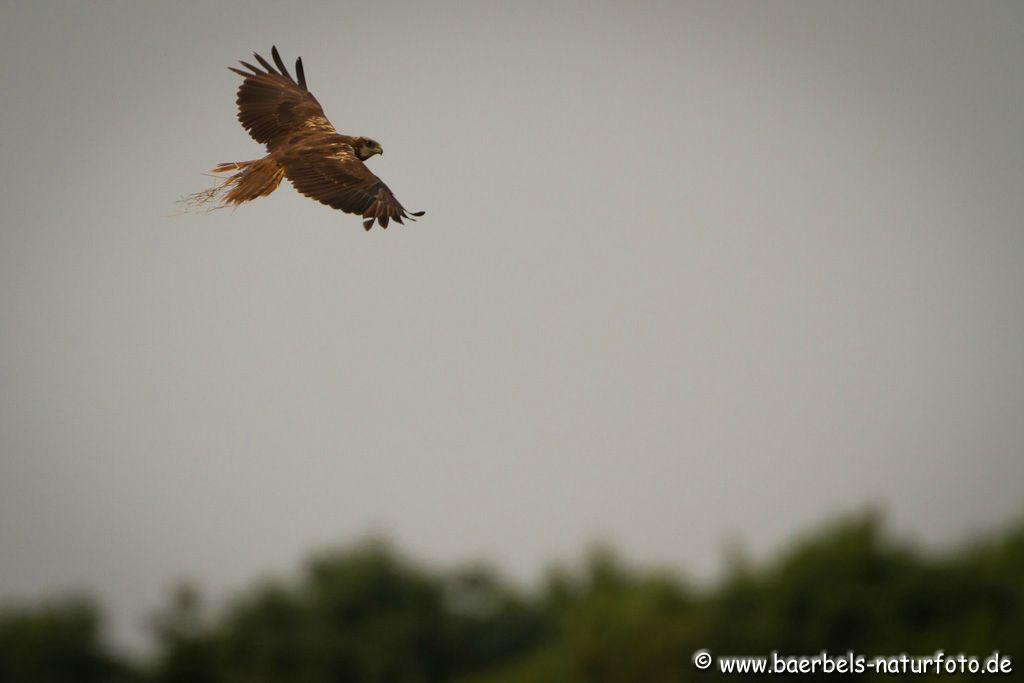 Weibl. Rohrweihe flickt am Nest