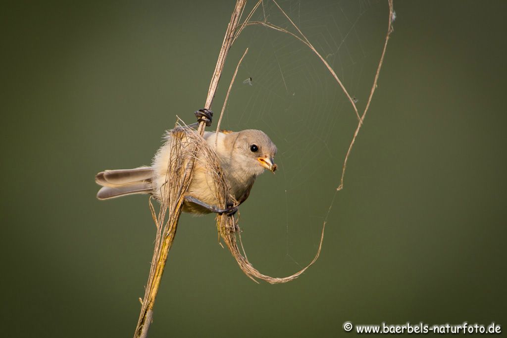 Kleine Beutelmeise findet im Spinnennetz Rester