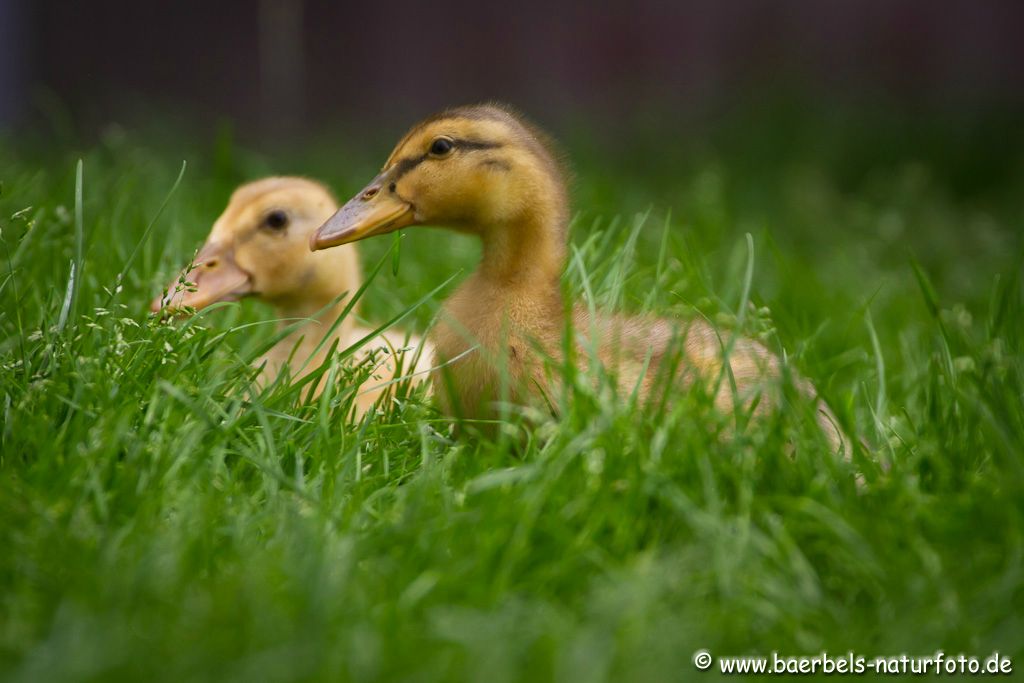 Kleine Enten