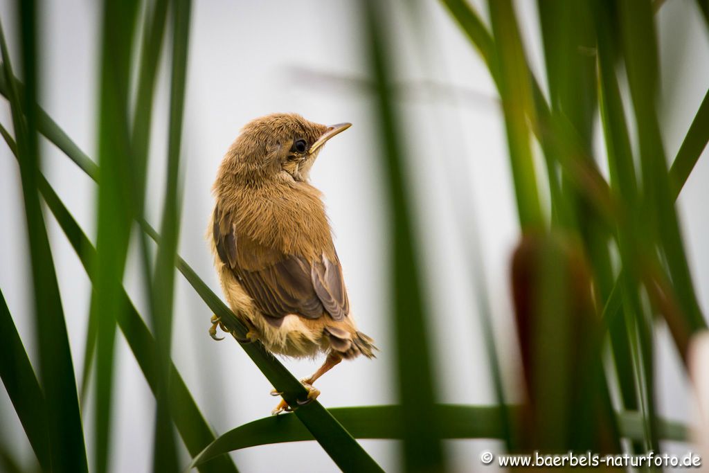 Soeben hüpfte dieser kleine Teichrohrsänger aus dem Nest