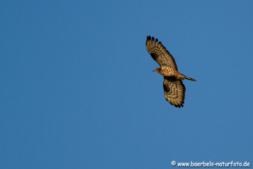 Wespenbussard