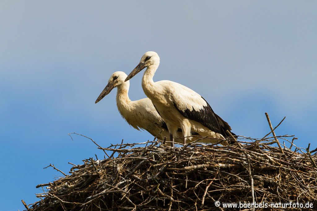 Die 2 kleinen Weißstörche die ich monatelang beobachtet habe fliegen bald aus