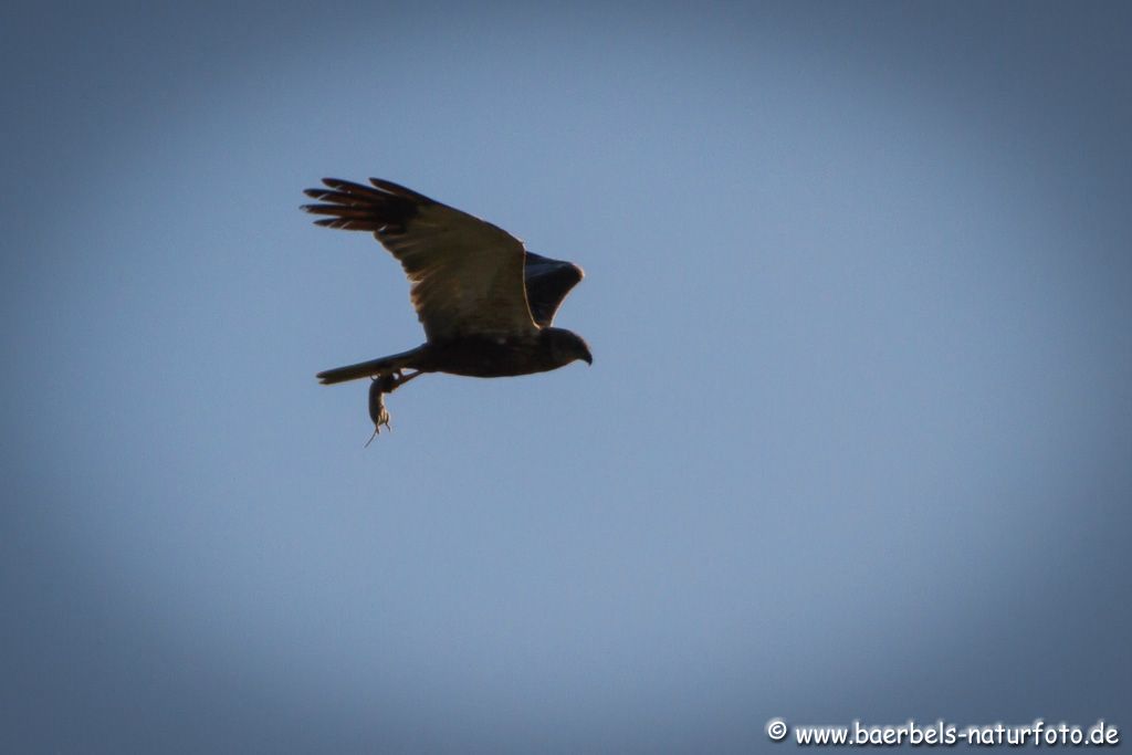 Männl. Rohrweihe fliegt im Gegenlicht mit einer Maus