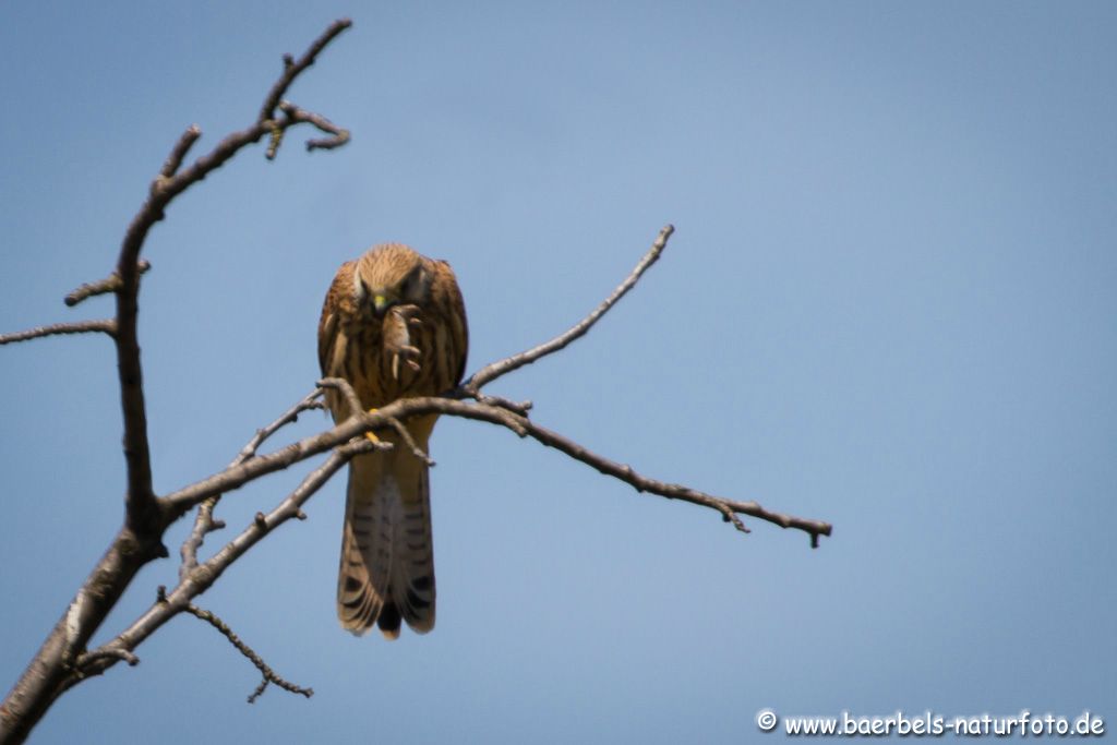 Junger Turmfalke mit Maus