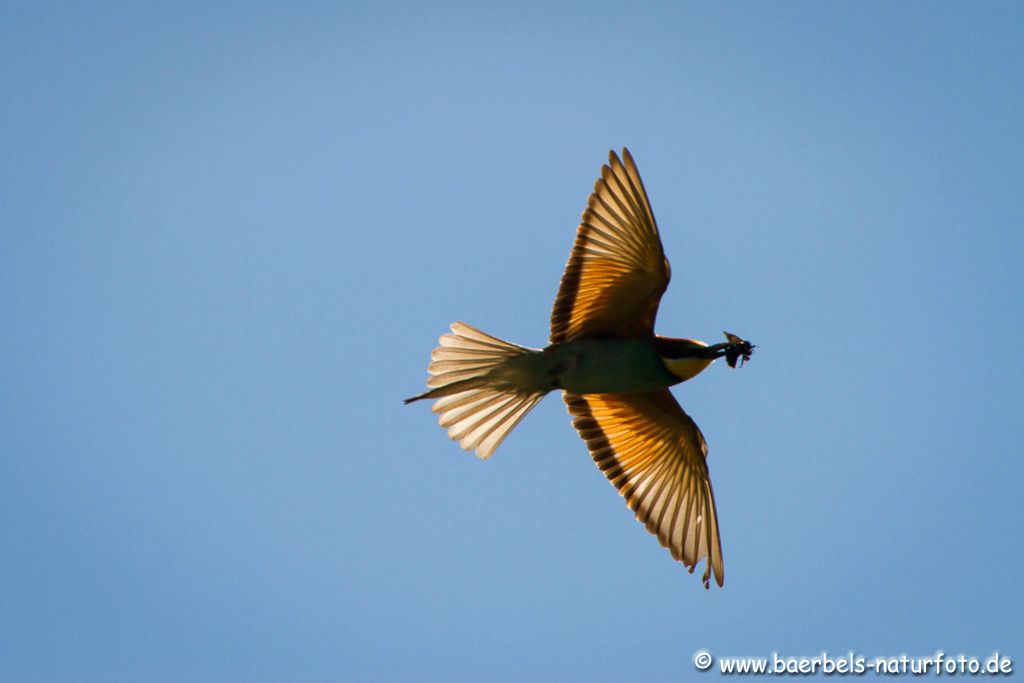 Die Eltern fliegen nach Futter