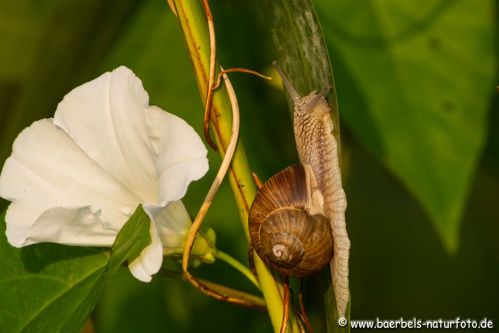 Weinbergschnecke