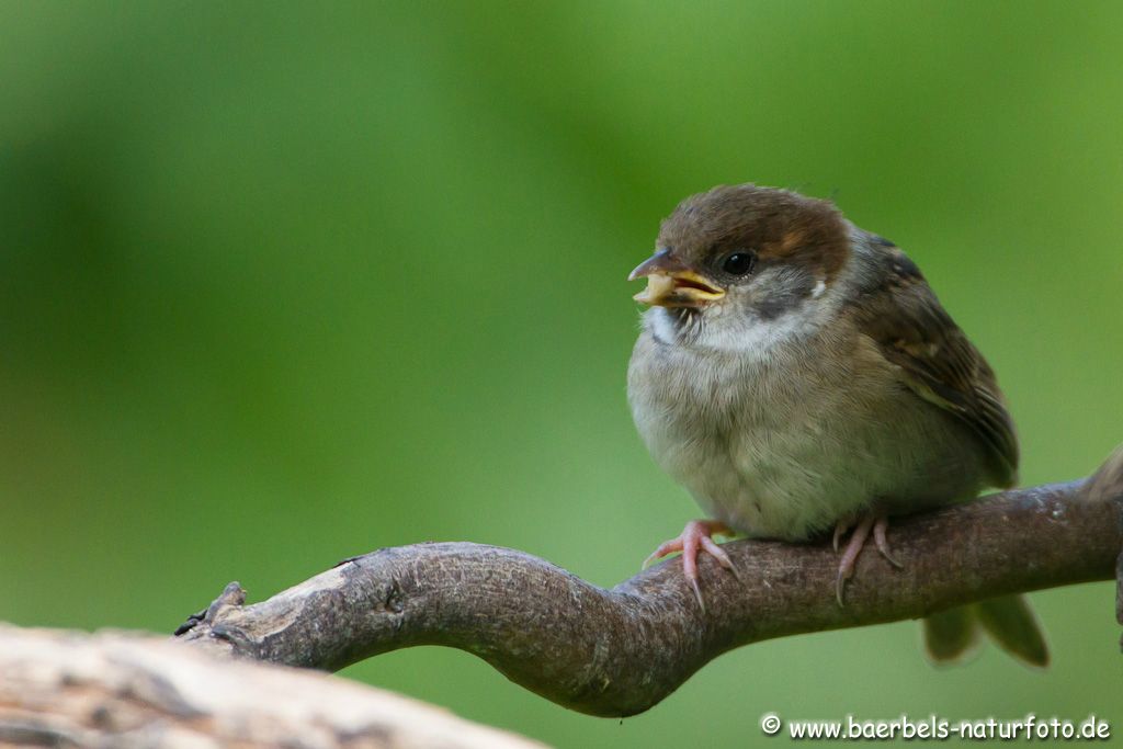 Feldsperlingsbaby