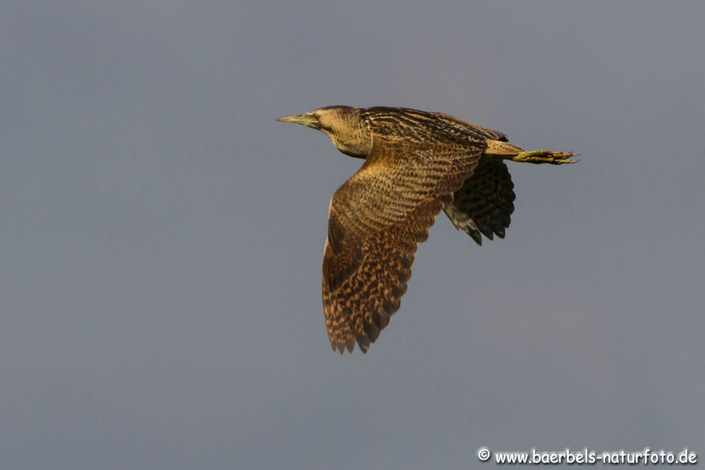 Flugzeit bei der Rohrdommel