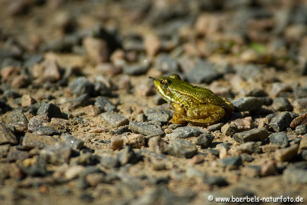 Winzig kleiner Grünfrosch