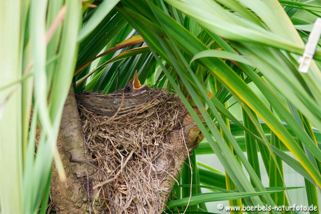 In Nachbars Palme haben sich die Amseln ein Nest gebaut