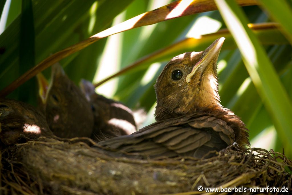 Das ist die größte Amsel im Nest in der Palme