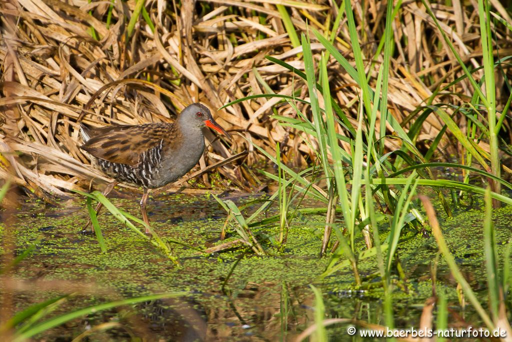 Wasserralle mal schön im Sonnenlicht