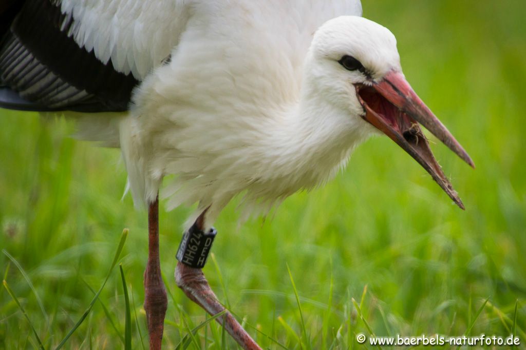 Storch mit Markierung beim Fressen