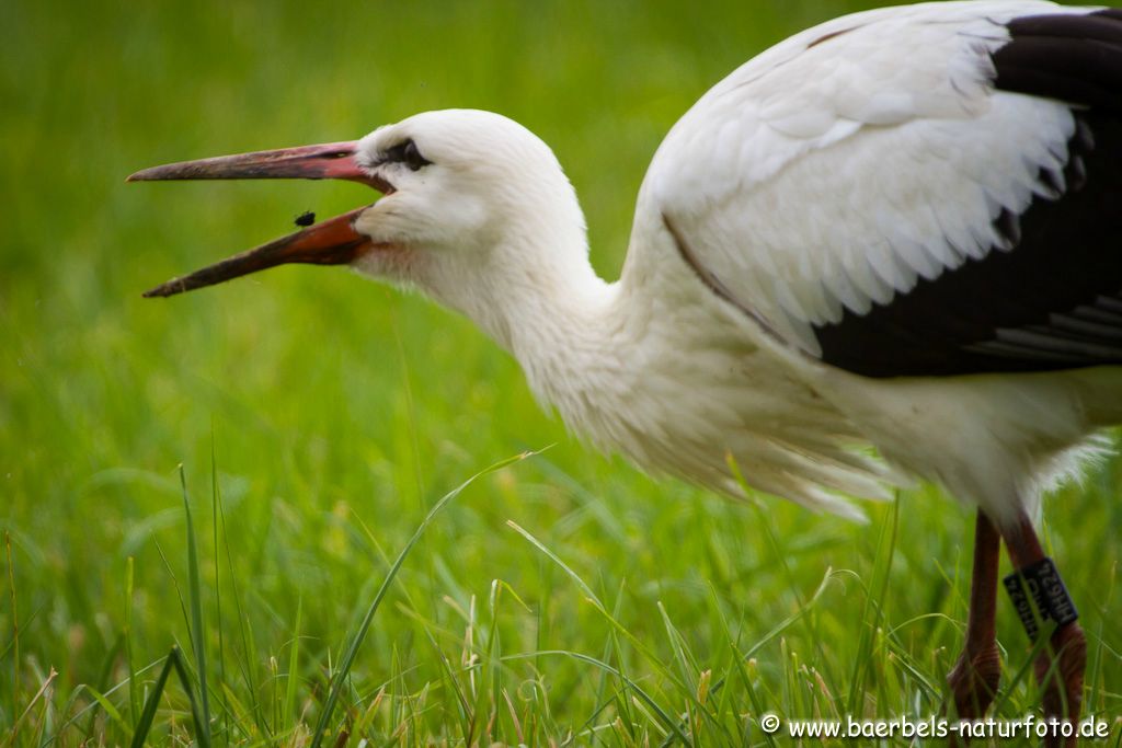 Kleinen Käfer erbeutet