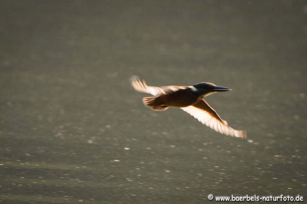 Eisvogel im Gegenlicht