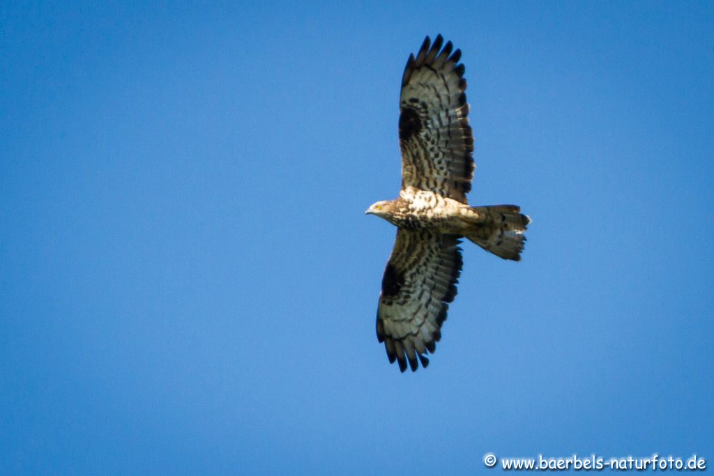 Wespenbussard