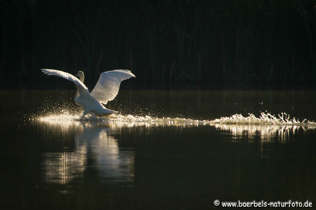 Schwan im Gegenlicht