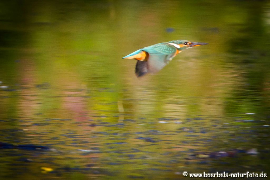 Eisvogel fliegt weit entfernt vorbei